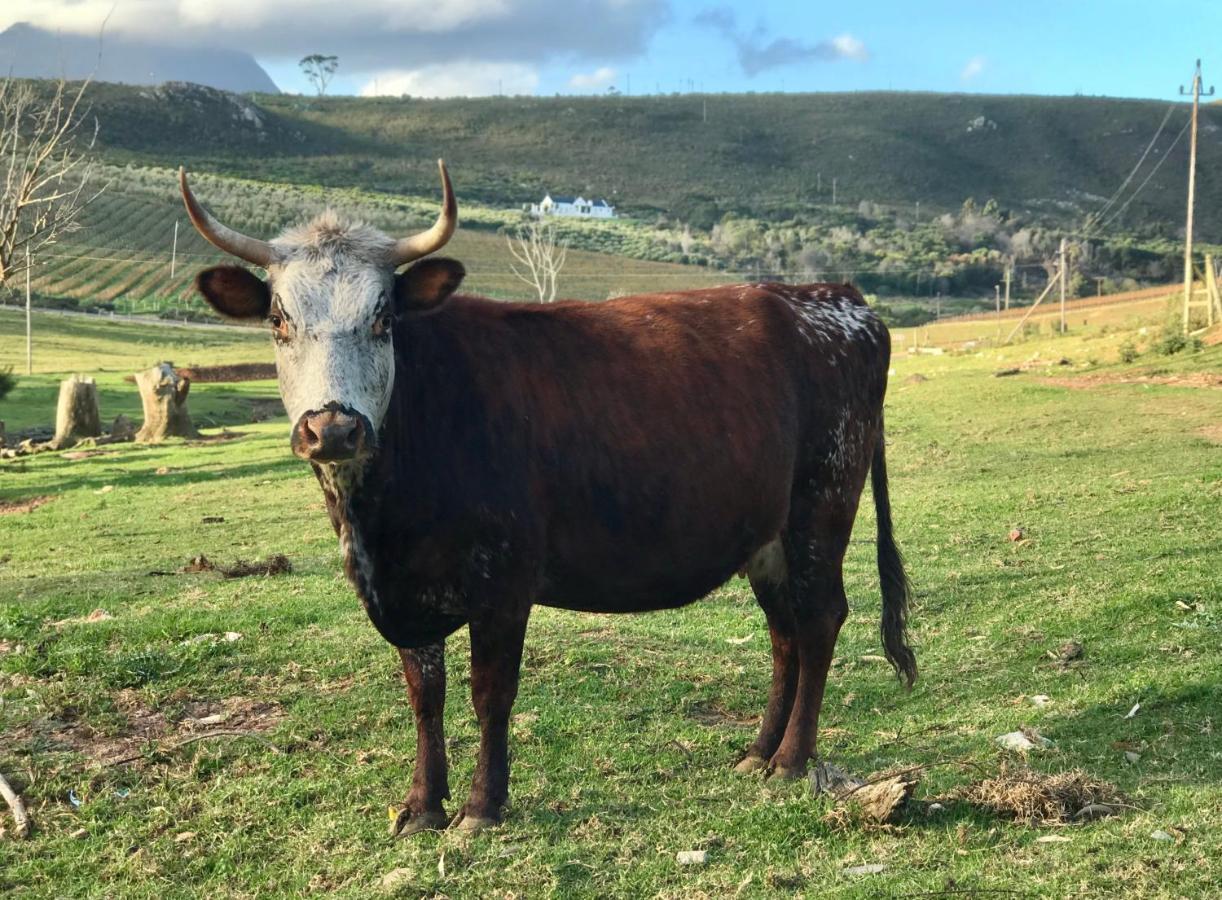 Kleine Vrede Farm Cottage Hermanus Eksteriør bilde