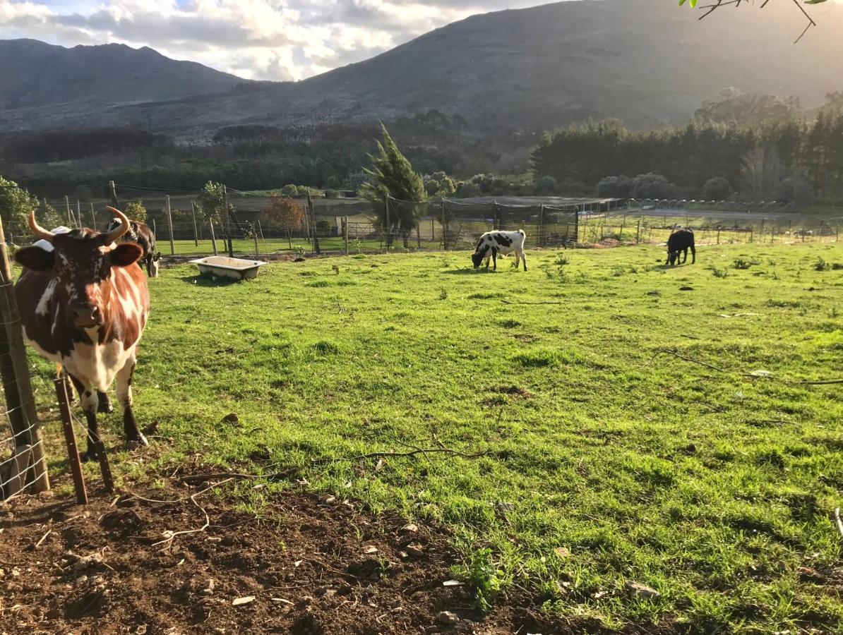 Kleine Vrede Farm Cottage Hermanus Eksteriør bilde