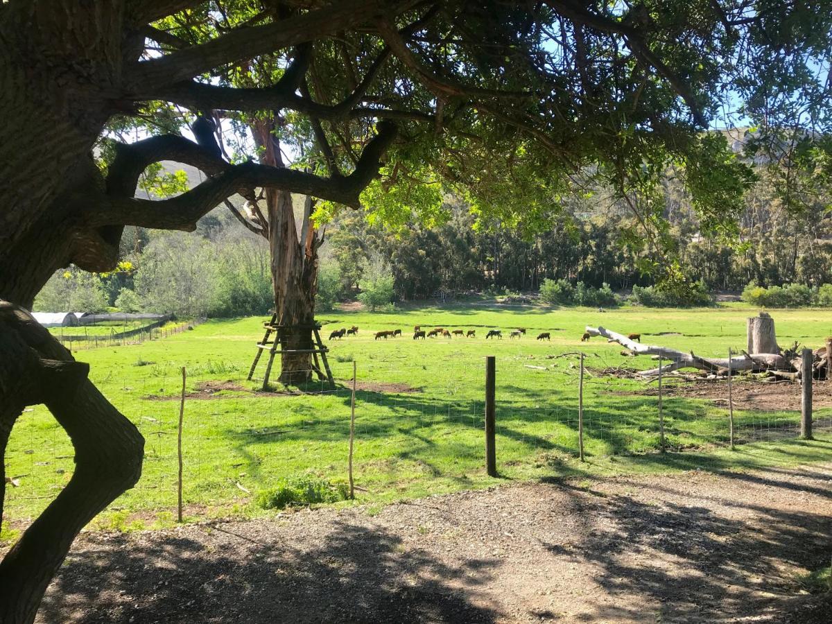 Kleine Vrede Farm Cottage Hermanus Eksteriør bilde